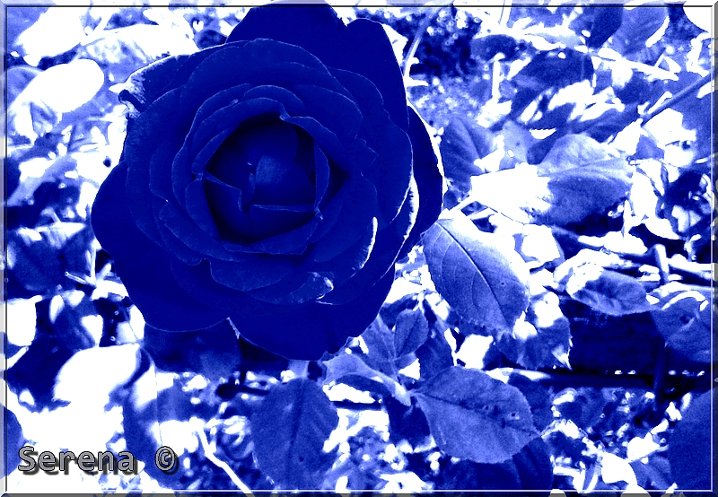 rose-bleue-1