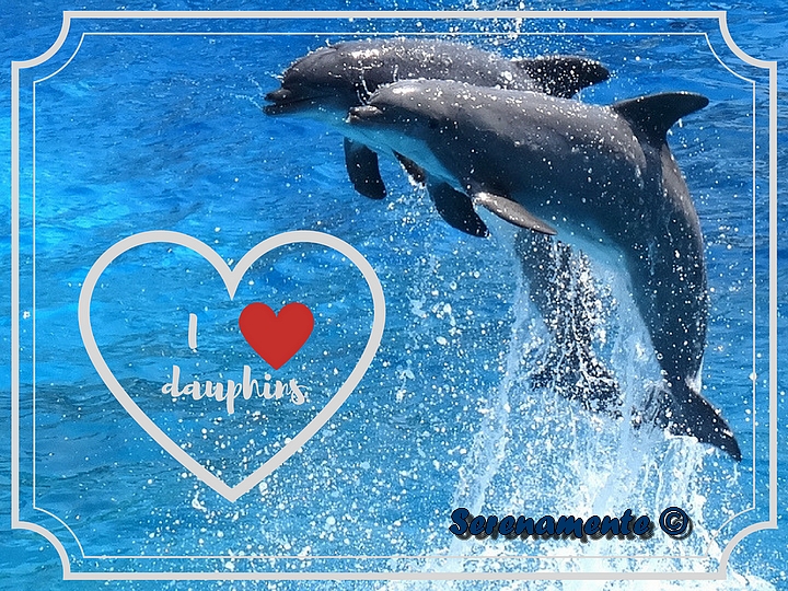 Dauphins Marineland ! I love dolphins ! J'aime les dauphins ! Serenamente