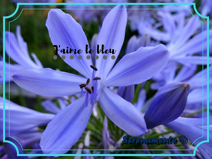 Fleurs bleues violettes by Serenamente ! J'aime le bleu ! Blue is my love !